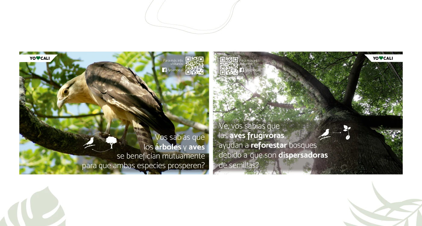 Yo Amo Cali — Carteles sobre aves, árboles y dispersión de semillas